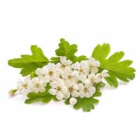 aubépine