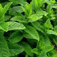 menthe poivrée